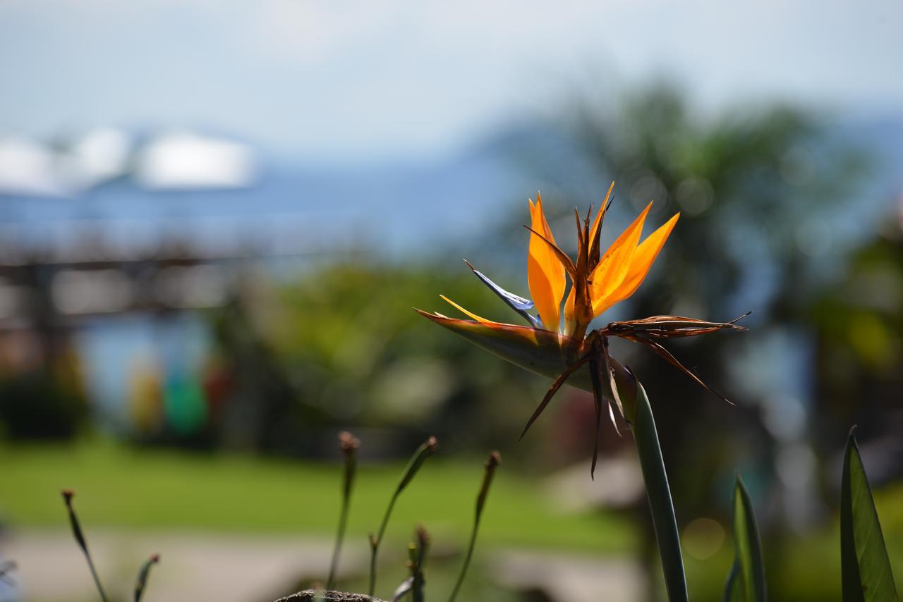 Chales Araucaria E Manaca เซาเบนโตโดซาปูไค ภายนอก รูปภาพ